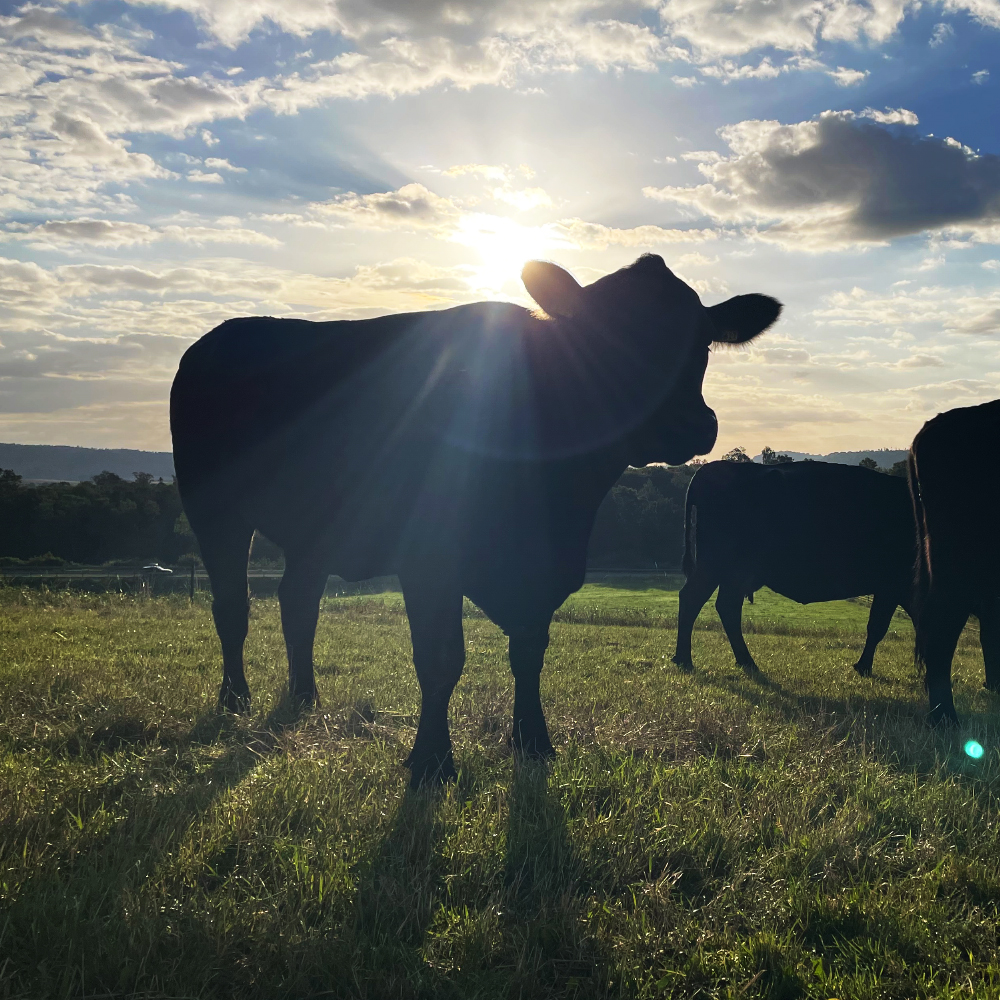 Rind von der Angus-Hill Ranch auf der Weide