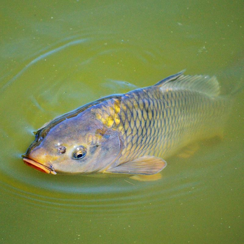 Fisch auf der Fischerntewoche in Dinkelsbühl