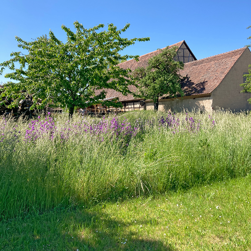 Schöne Aussicht auf dem Geschichtslehrpfad Ohrenbach