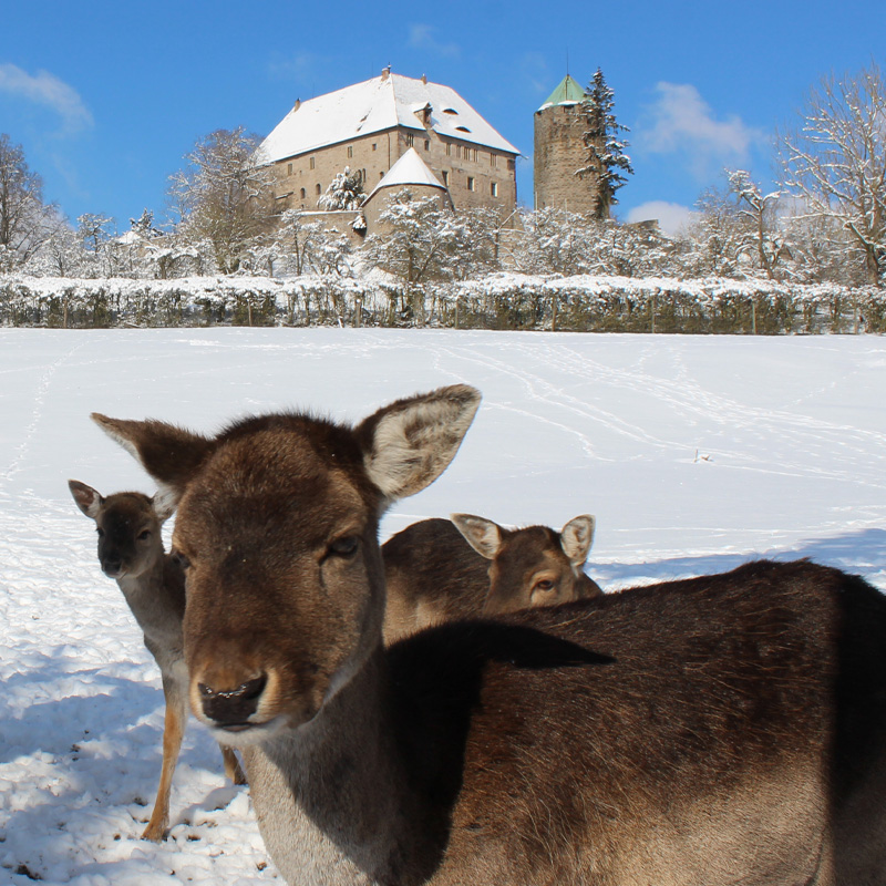 Rehe vor der Burg Colmberg
