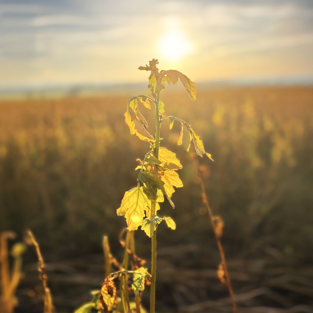 Ein frostiger Morgen im Herbst