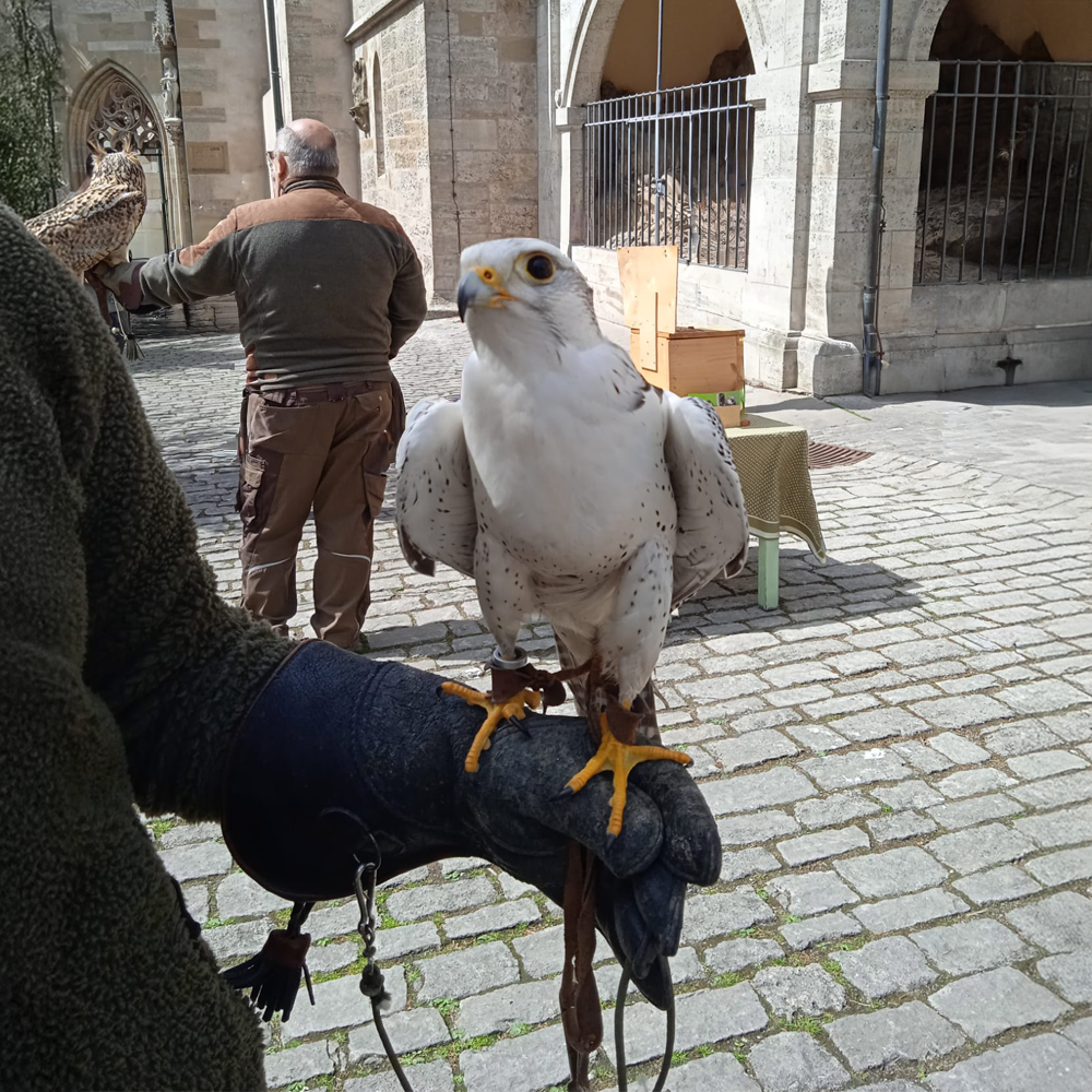 Vögel der Greifvogelstation Mittelfranken