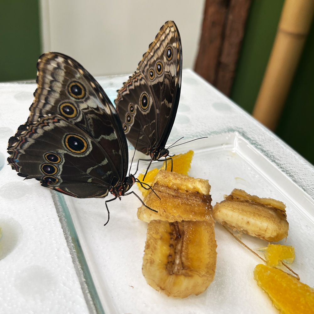 Schmetterlinge bei der Fütterung im Papilonia in Dinkelsbühl