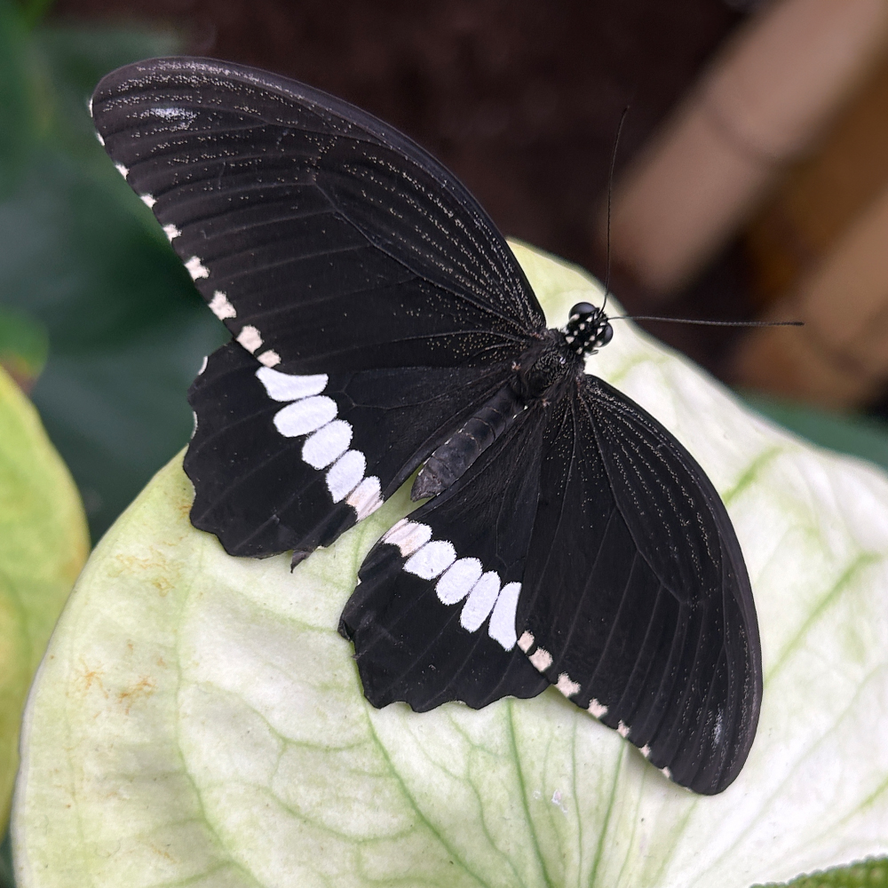 Schmetterling Papilio liomedon im Papilonia in Dinkelsbühl 