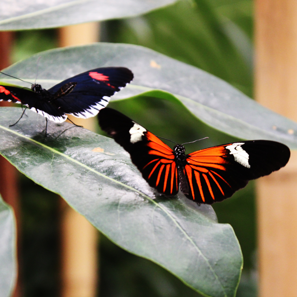 Schmetterling im Papilonia in Dinkelsbühl