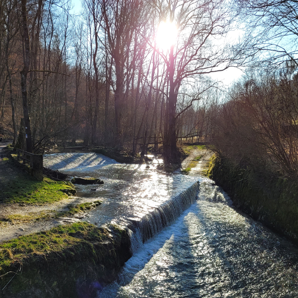 Eine Schönheit in der Sonne: Die Tauber