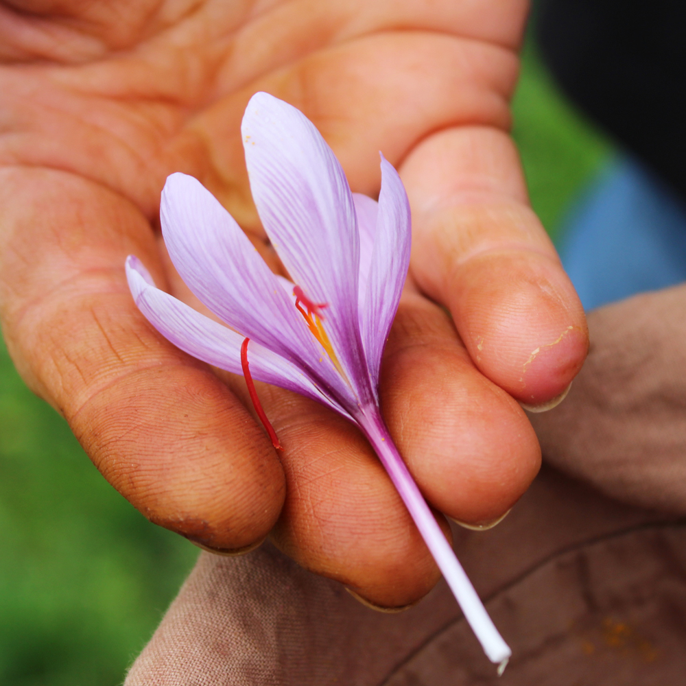 Safranblüte auf dem Feld