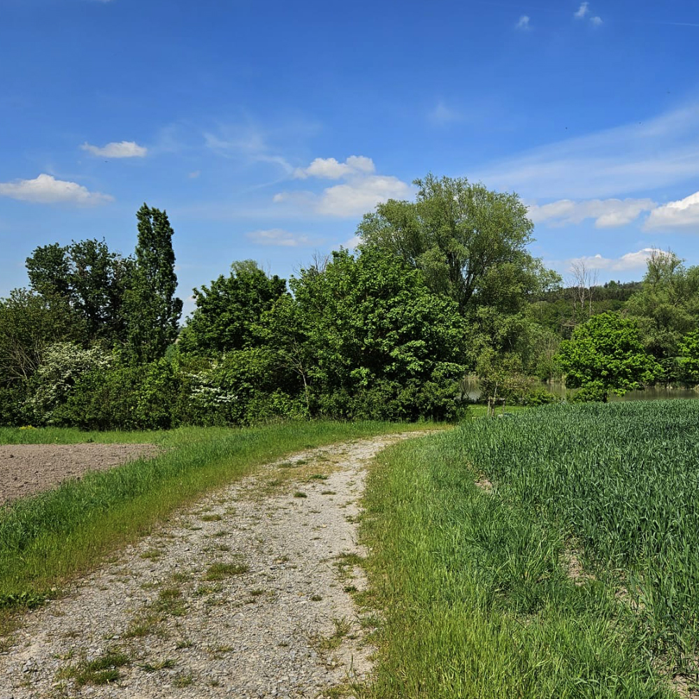 Ein Feldweg am Weiher in Binzwangen bei Colmberg