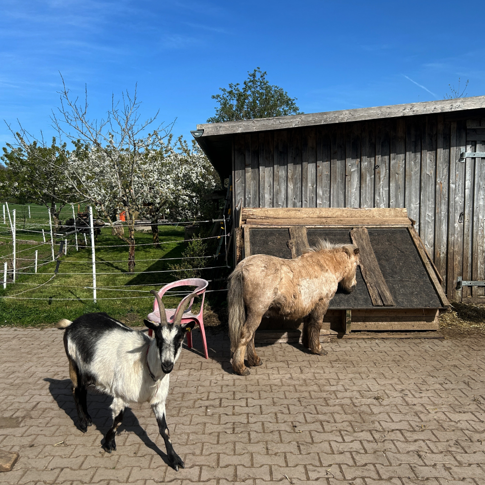 Pferde am Spielplatz Wachsenberg bei Neusitz