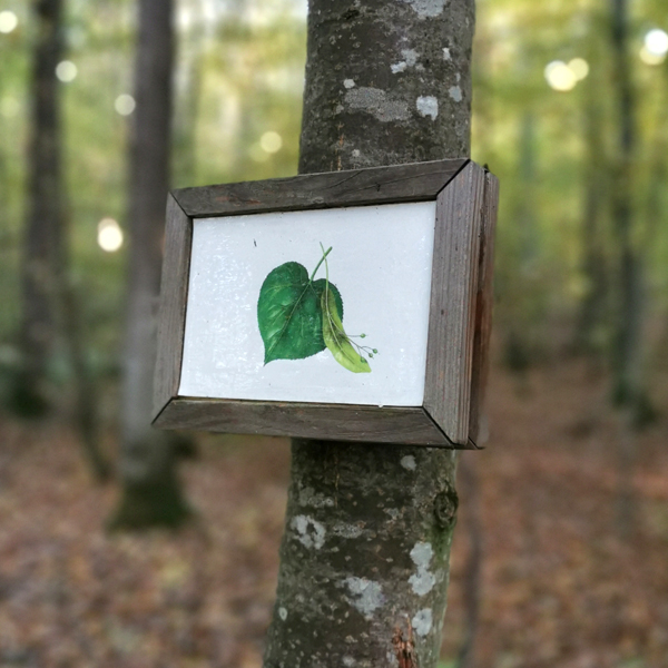 Waldklassenzimmer Wörnitz Blätter erkennen