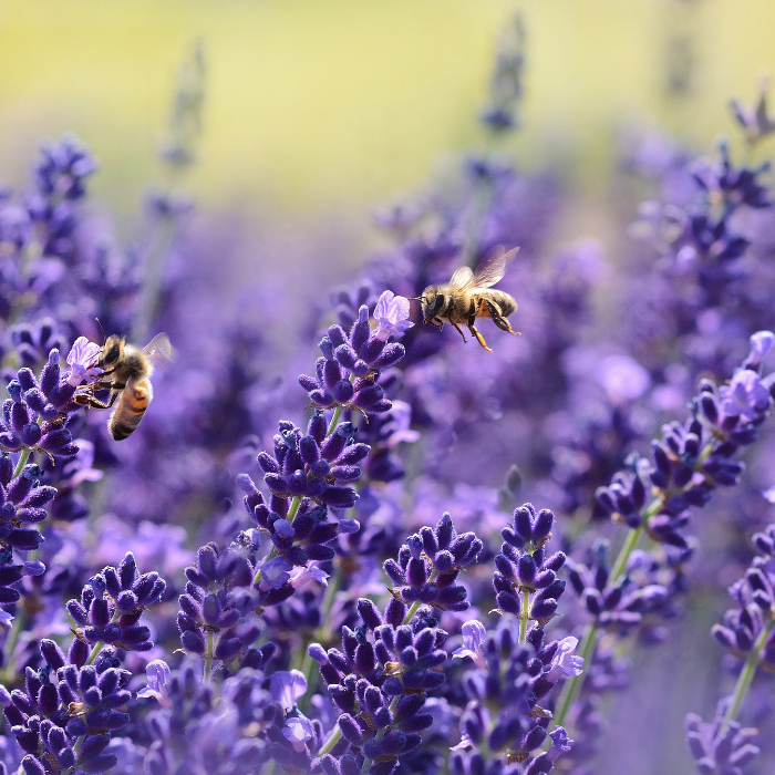 Lavendelfeld mit Biene