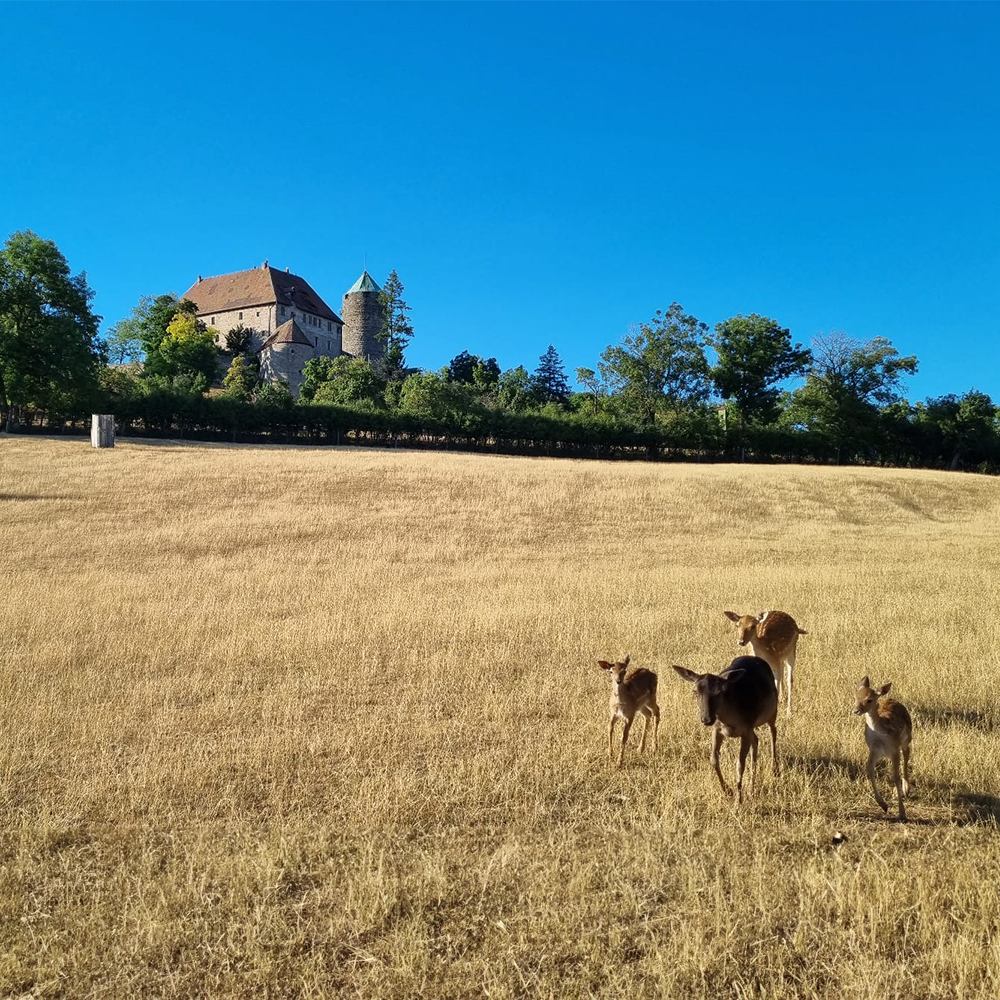 Die Burg in Colmberg im Sommer