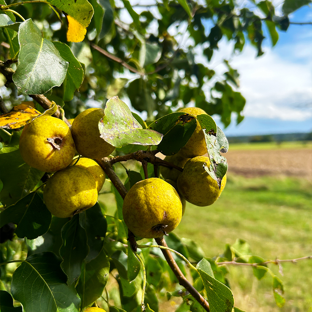 Sonniger Herbsttag in der Region an der Romantischen Straße