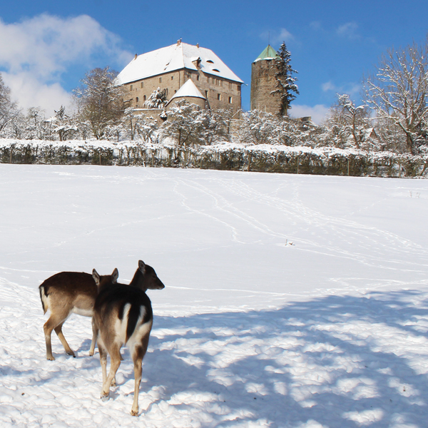 Ein schöner Wintertag: Rehe vor der Burg Colmberg