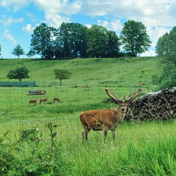 Die Tiere im Wildgehege bei Schorndorf in Schillingsfürst freuten sich über saftig grünes Gras. 