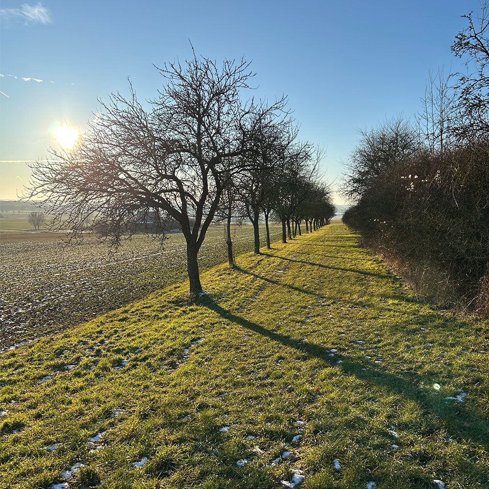 Allee in der Wintersonne bei Colmberg